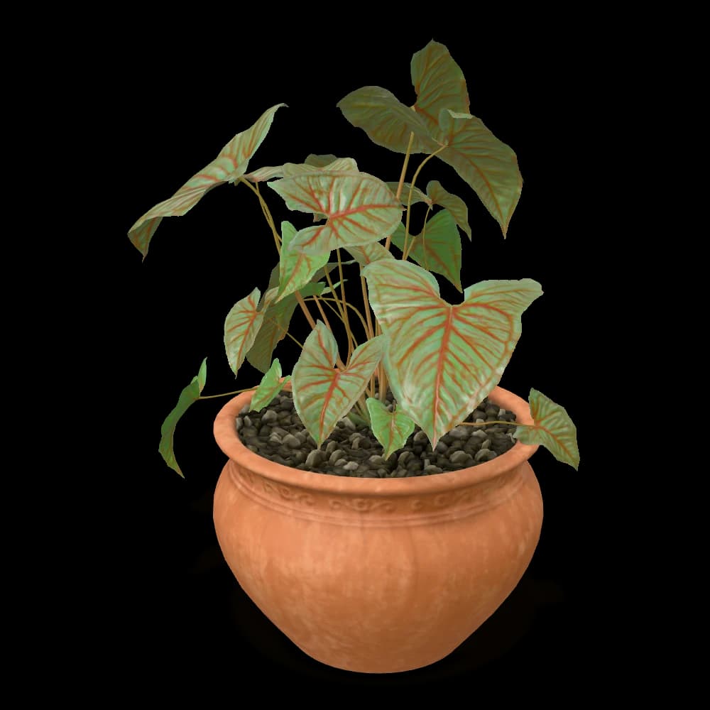 Caladium in Terracotta Pot